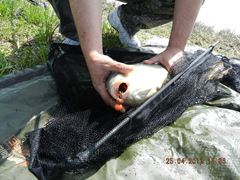 carpfishing